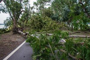 Der Baum wurde durch die Intensität des Sturms zerstört foto