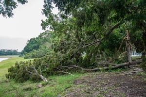 Der Baum wurde durch die Intensität des Sturms zerstört foto