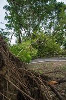 Der Baum wurde durch die Intensität des Sturms zerstört foto