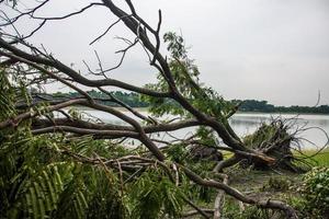 Der Baum wurde durch die Intensität des Sturms zerstört foto
