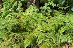 grüner Farn im Wald foto