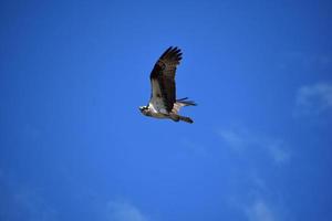 Atemberaubender Fischadler, der am blauen Himmel fliegt foto