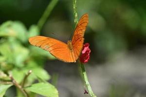 weit geöffnete Flügel auf einem orangefarbenen Schmetterling foto