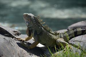 Leguan mit langen Zehen und Nägeln auf einem Felsen foto