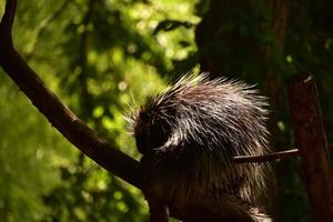 Tolle Aufnahme eines Stachelschweins, das in einem Baum sitzt foto