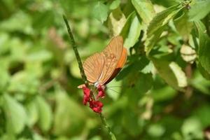 orange geflügelter Schmetterling mit kleinen roten Blüten foto