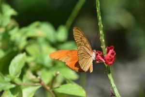 Orangenschmetterling mit einer roten Blume in einem Garten foto