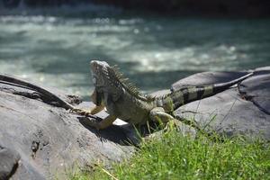 Leguan, der auf ein flaches Wasserbecken herabblickt foto