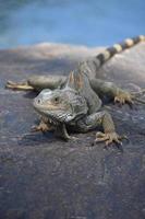 leguan posiert auf einem felsen in aruba foto