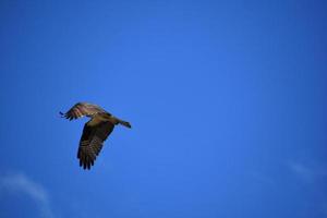 atemberaubender gefiederter geflügelter Fischadlervogel im Flug foto