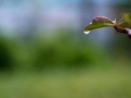 Wasser tropft von den Blättern foto