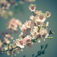 rosa Blumen, die Pfirsichbaum im Frühling blühen foto