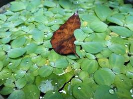 Wasserpflanze wächst üppig auf klarem Wasser foto