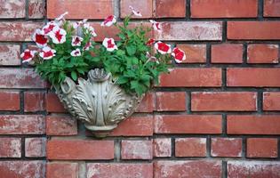 Petunia-Blumentopf auf Backsteinmauer foto