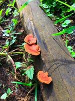 roter Pilz auf Holz foto