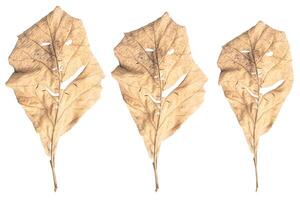 trockene Blätter in Form eines Lächelns isoliert auf weißem Hintergrund. foto