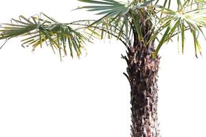 Washingtonia robusta Palme isoliert auf weißem Hintergrund für Park- oder Gartendekoration, Zierpflanzen foto