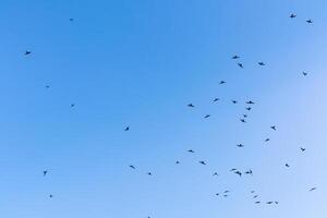 die vögel fliegen am blauen himmel, himmel hintergrundbild foto