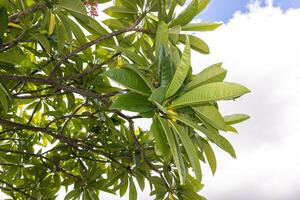 Weiße Blume Frangipani oder Plumeria in grünem Blatt mit klarem blauem Himmel im Hintergrund. foto