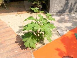 das solanum torvum wächst neben dem Gehweg foto