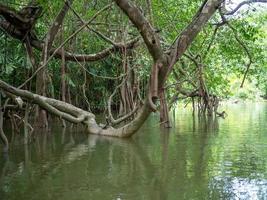 alte banyan-baumwurzeln im kleinen amazonas oder khlong sang naen, phang nga, thailand, einem berühmten touristenziel. foto