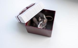 Eine kleine flauschige Ratte mit weißem Gesicht sitzt in einer festlichen Geschenkbox. foto