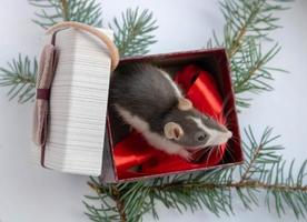 graue ratte auf geschenkbox. isoliert auf weißem Hintergrund. schönheit auf einem geschenk für neujahr und weihnachten. foto