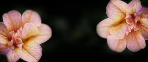 Nahaufnahmen von Double Impattiens Rose sind beliebte einjährige Gartenpflanzen. foto