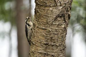 Buntspecht auf Nahrungssuche im Wald auf einem Baum mit verschwommenem Hintergrund foto