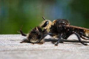 gelbe Mordfliege oder gelbe Raubfliege mit einer Hummel als Beute. Insekt wird gesaugt foto