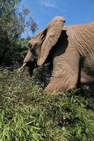 Elefant im südafrikanischen Nationalpark foto