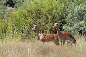Zwei Antilopen stehen auf einem Feld im südafrikanischen Nationalpark foto
