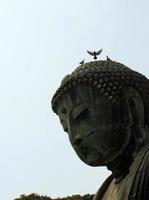 ein vogel, der von buddhas kopf in kamakura, japan, abhebt foto