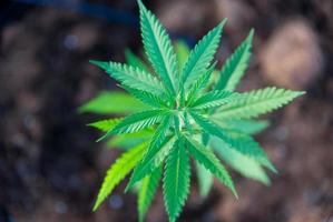 Hanfblätter, Hintergrund der Cannabis-Sativa-Pflanze in landwirtschaftlichen Marihuana-Plantagen. foto