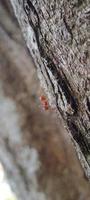 Kerengga ist eine große rote Ameise, von der bekannt ist, dass sie eine hohe Fähigkeit hat, Gurte für ihre Nester zu bilden, die Weberameise genannt wird foto