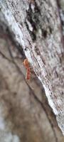 Kerengga ist eine große rote Ameise, von der bekannt ist, dass sie eine hohe Fähigkeit hat, Gurte für ihre Nester zu bilden, die Weberameise genannt wird foto