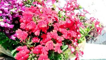 Auffällige duftende Blüten von Phlox Paniculata im Hochsommer, allgemein als Herbst-Phlox oder Garten-Phlox bezeichnet foto