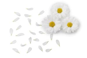 weiße Blüten und Blütenblätter foto