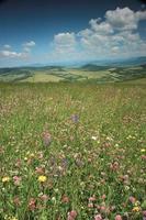 Blumen auf der Wiese foto