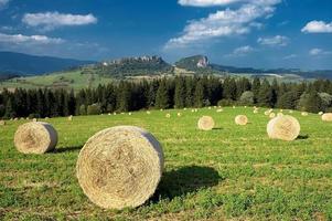 Silage auf der Wiese foto