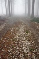Waldweg und Nebel foto