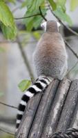 Lemur kehrt der Kamera den Rücken foto