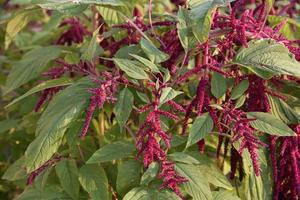 Dekorative Amaranth-Blumen auf einem grünen Busch in einem Sommergarten. schöne rote hängende amaranthblumen. foto