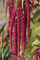 Dekorative Amaranth-Blumen auf einem grünen Busch in einem Sommergarten. schöne rote hängende amaranthblumen. foto