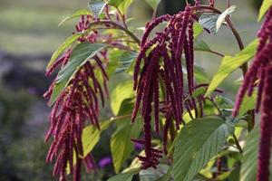 Dekorative Amaranth-Blumen auf einem grünen Busch in einem Sommergarten. schöne rote hängende amaranthblumen. foto