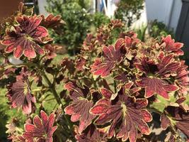 Plectranthus scutellarioides oder Coleus oder Miyana oder Miana-Blätter oder auf Latein Coleus Scutellaricides, ist eine blühende Pflanzenart aus der Familie der Lippenblütler und eines der traditionellen Heilkräuter foto