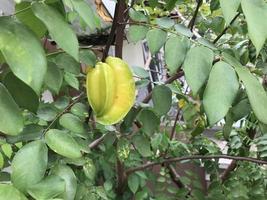 Sternfrucht, die an einem Baum hängt, selektiver Fokus foto