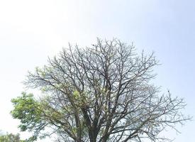 trockener Baum mit wenigen Blättern isoliert mit blauem Himmel foto