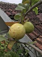Guave oder Jambu Biji am Baum. Nahaufnahme, selektiver Fokus. foto