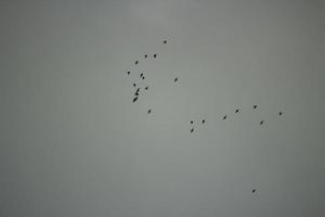 ein Vogelschwarm am Himmel. Die Vögel fliegen nach Süden. foto